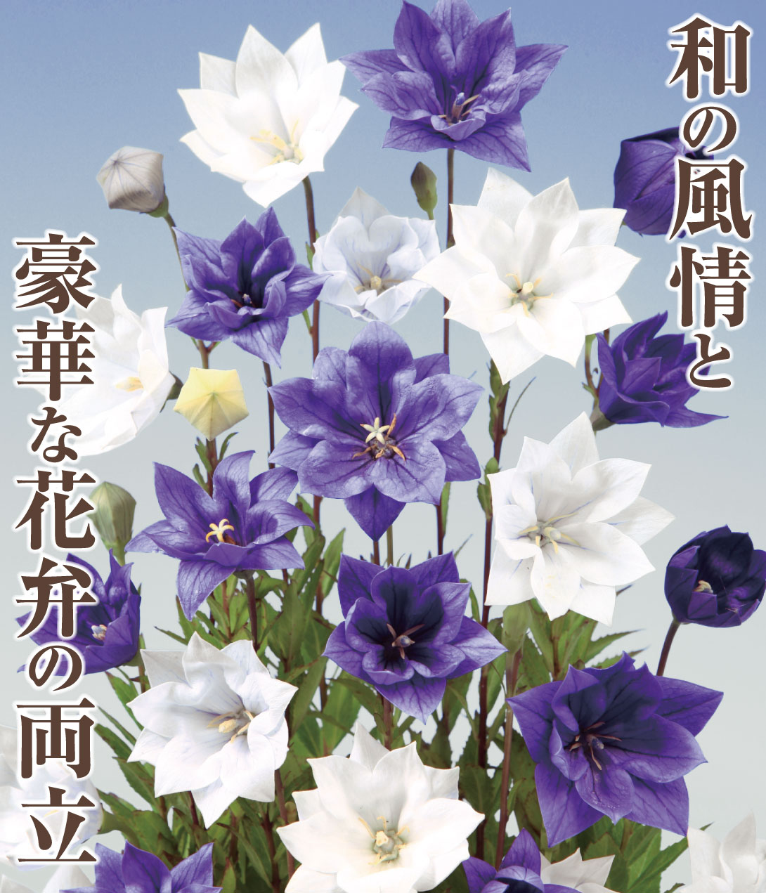 八重咲キキョウセット