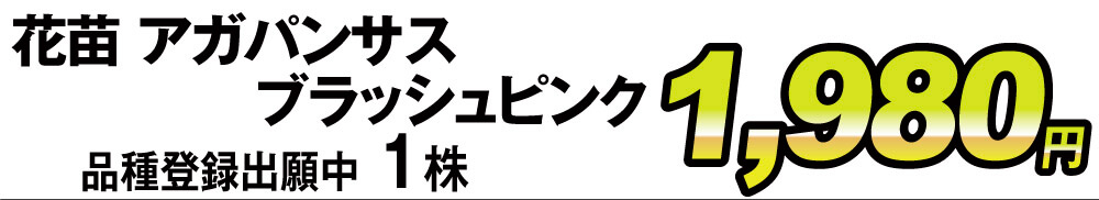 ブラッシュピンク1株1980円