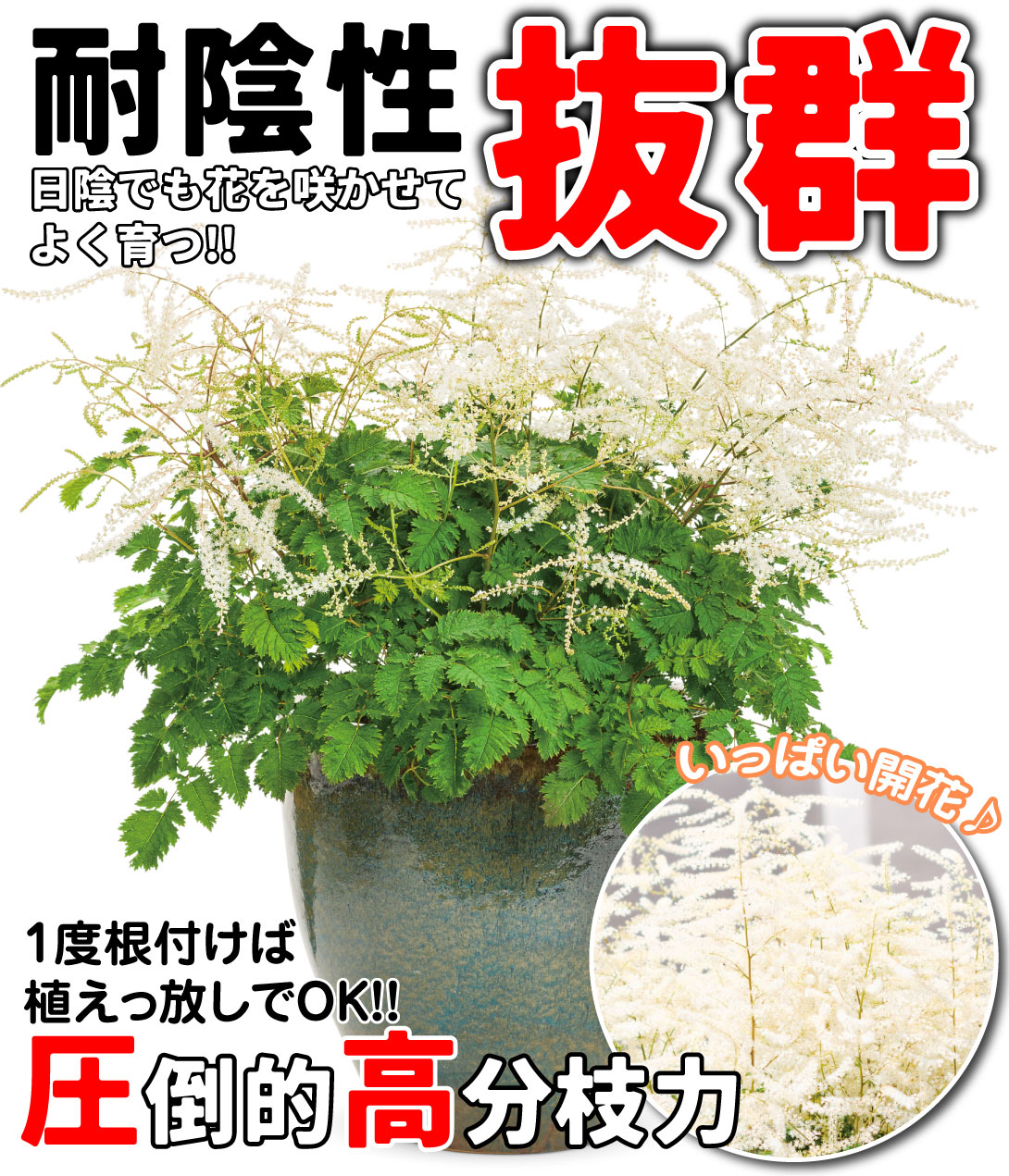アルンクス シャンテリーレース