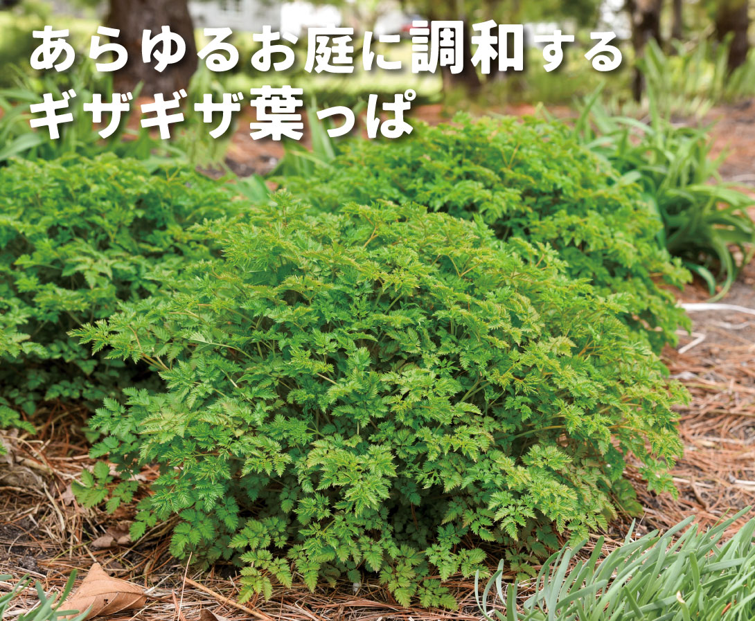 アルンクス シャンテリーレース