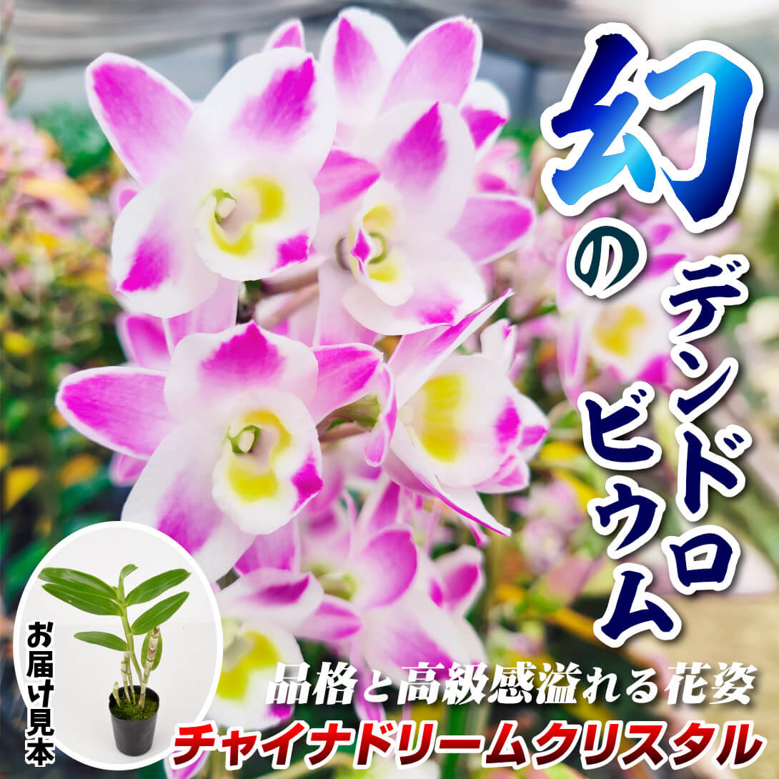 チャイナドリームクリスタル