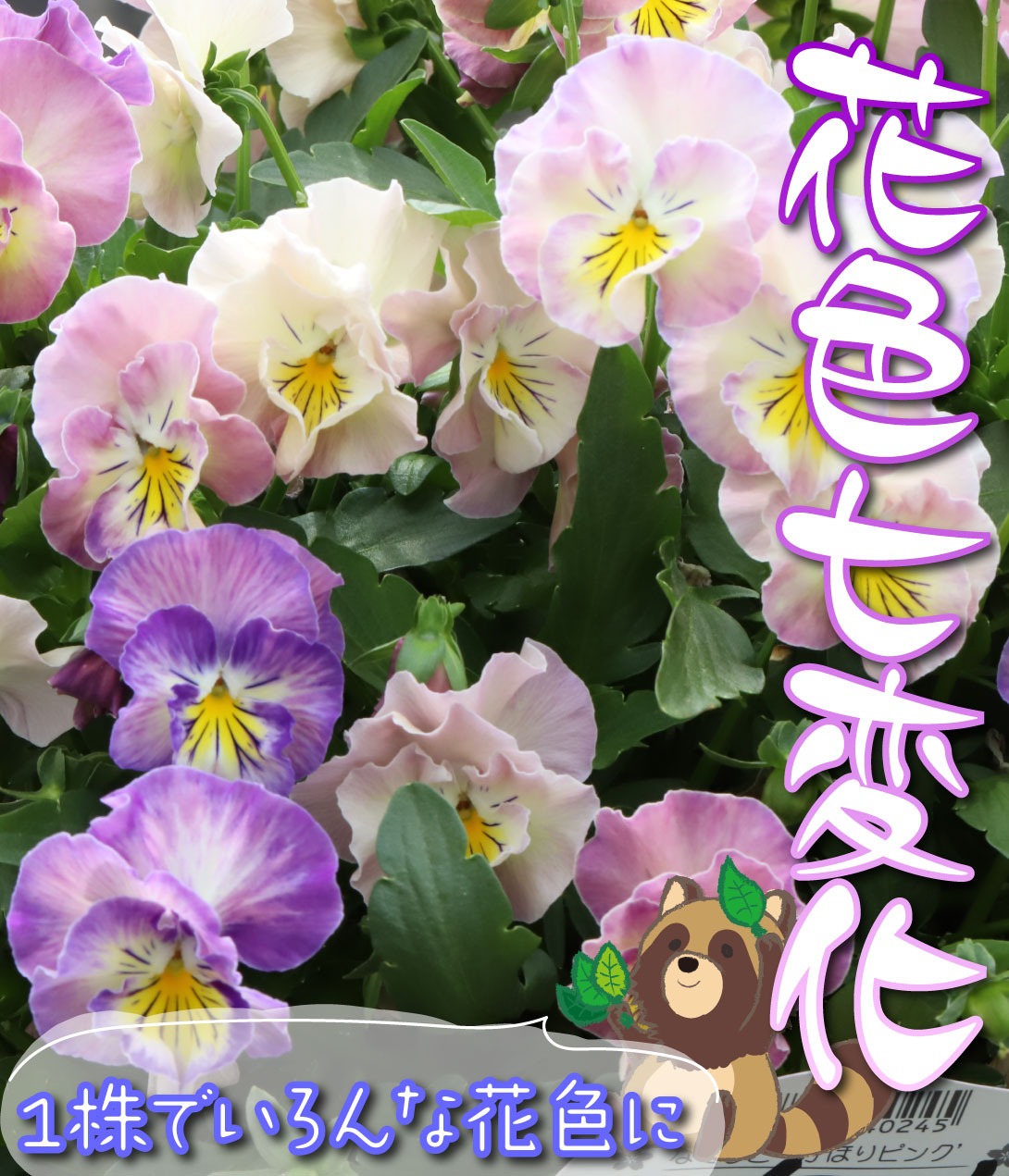 パンジー フレンチカンカン 七変化