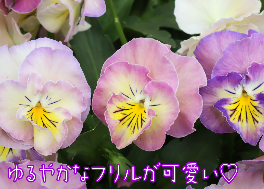 パンジー フレンチカンカン 七変化