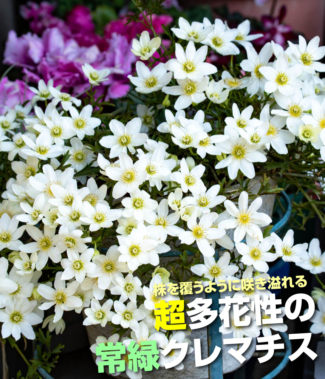 花苗 クレマチス カートマニージョー