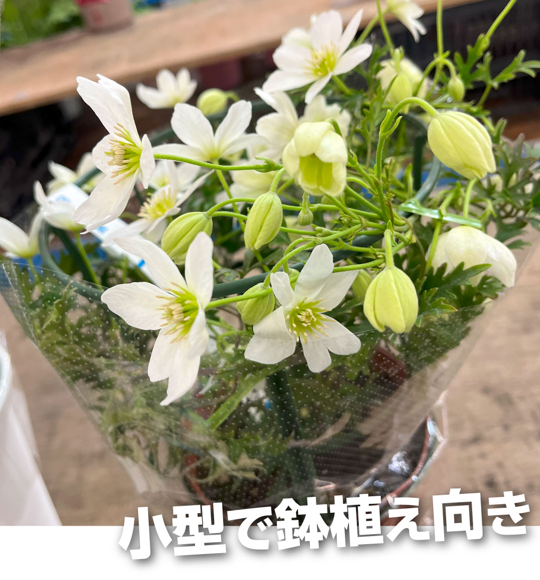 花苗 クレマチス カートマニージョー