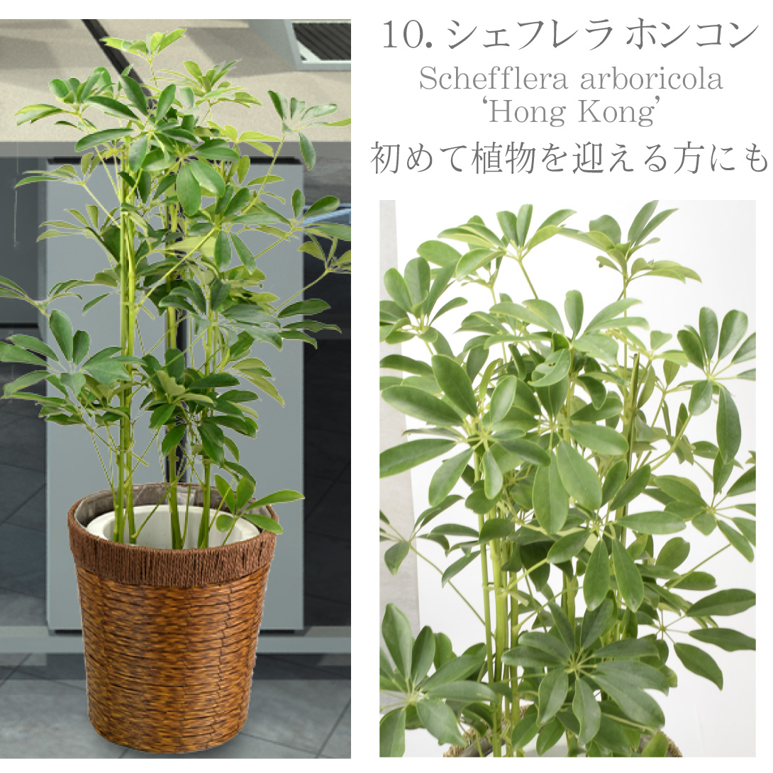 観葉植物・シェフレラ ホンコン