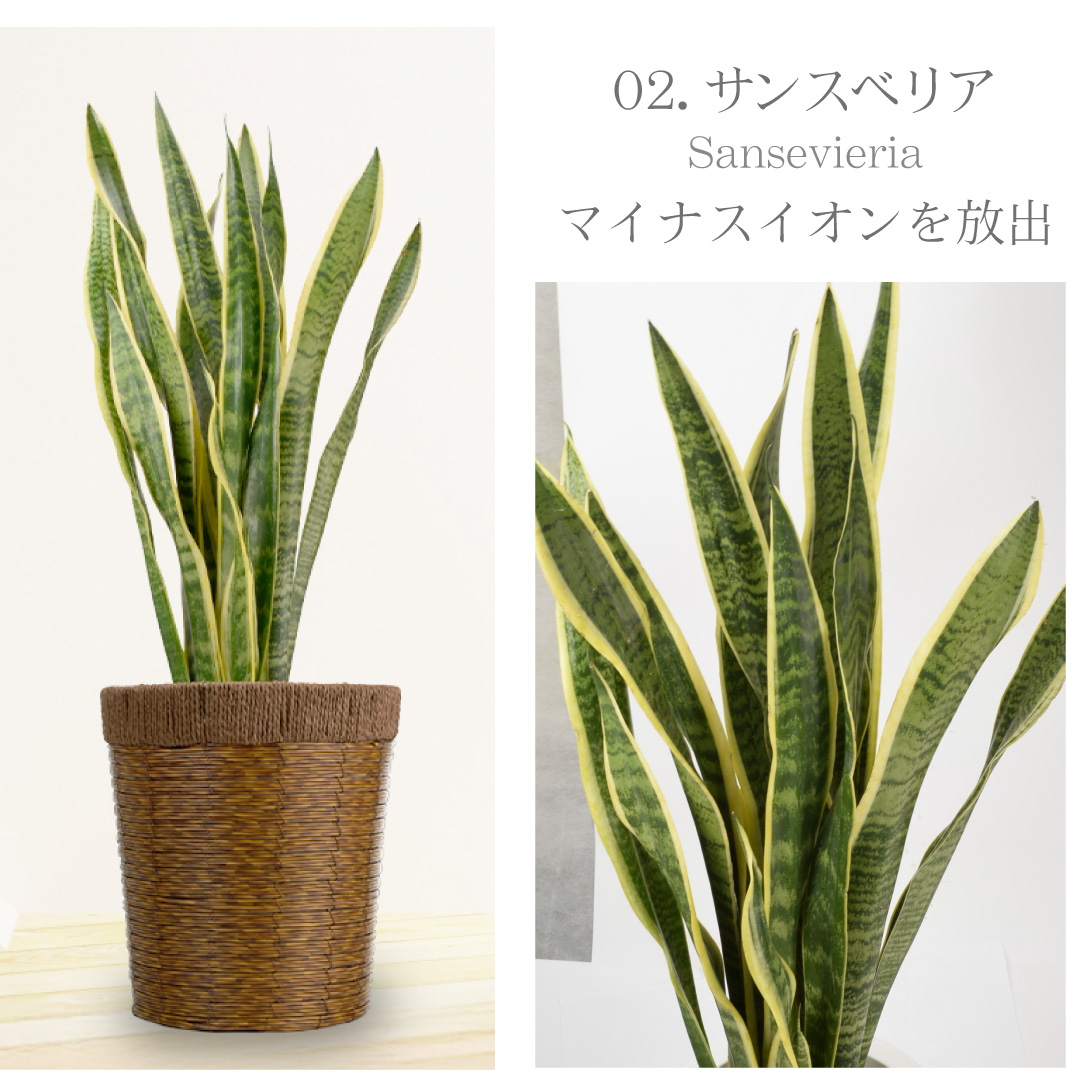 観葉植物・サンスベリア