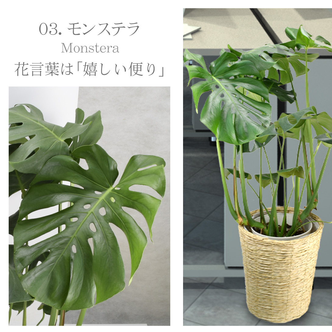 観葉植物・モンステラ