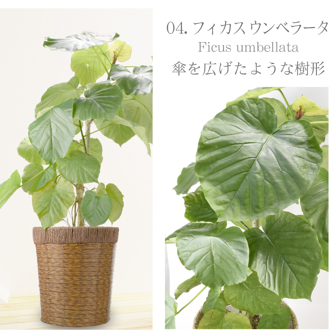 観葉植物・フィカス ウンベラータ