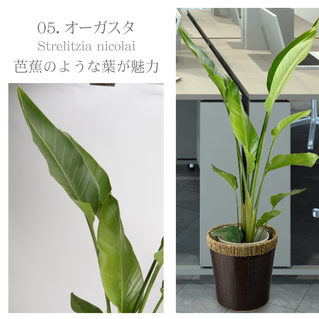 観葉植物・オーガスタ