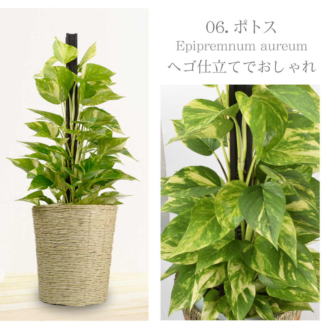 観葉植物・ポトス