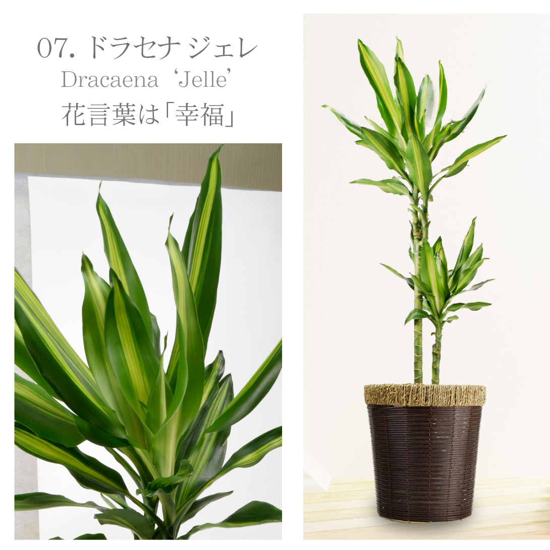 観葉植物・ドラセナ ジェレ