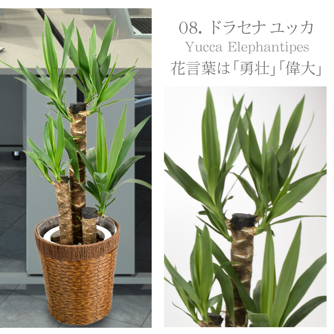 観葉植物・ドラセナ ユッカ