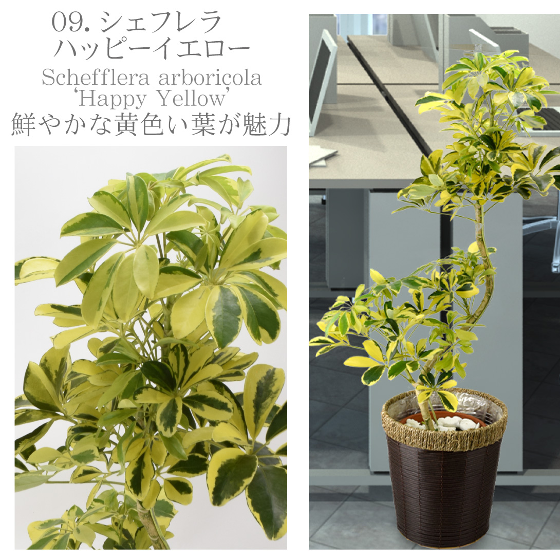 観葉植物・シェフレラ ハッピーイエロー