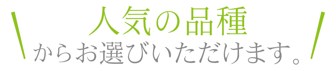 観葉植物・選べる11種