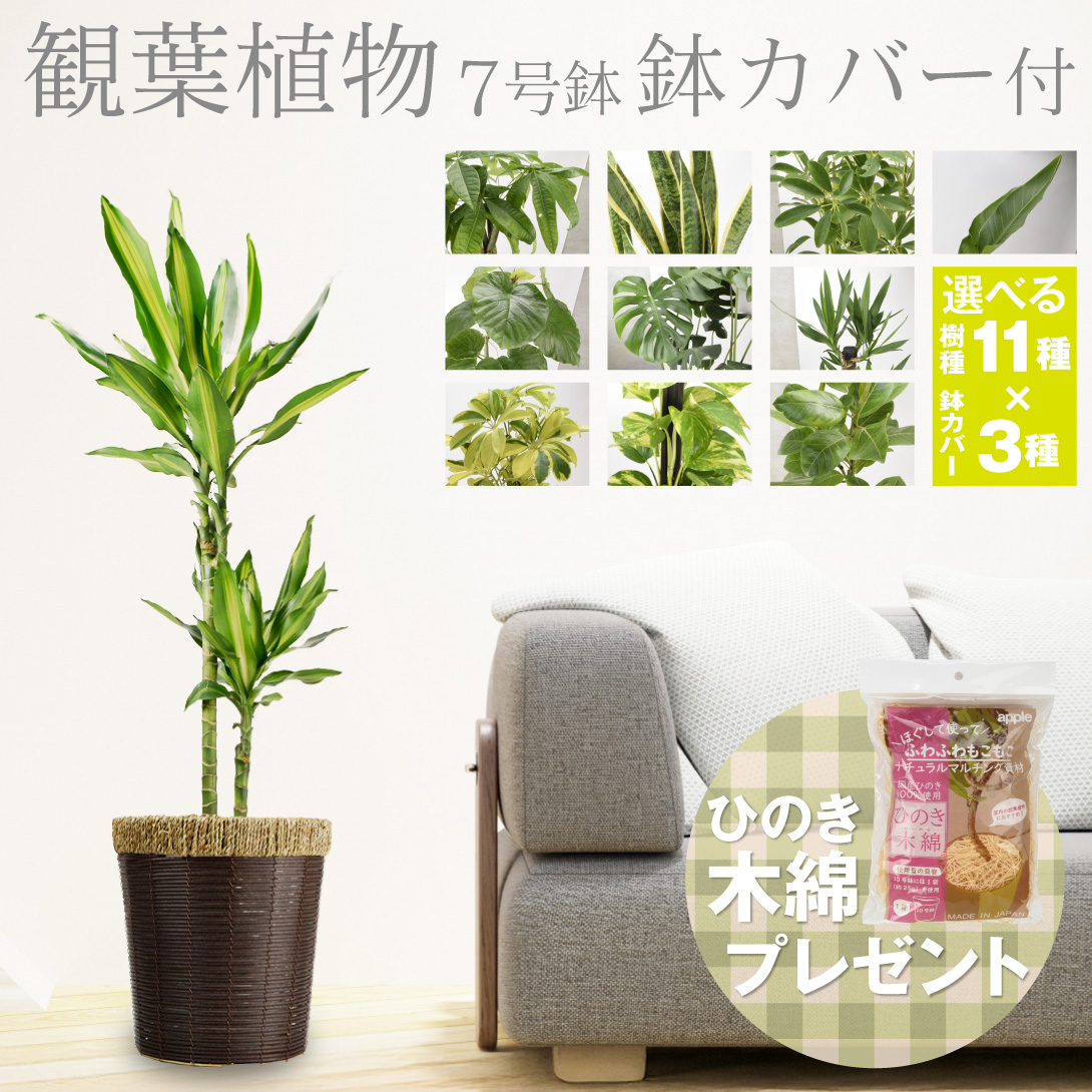 観葉植物7号鉢・鉢カバー付
