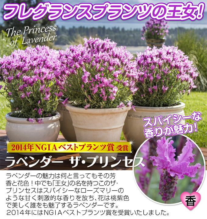 花苗 ラベンダー ザ・プリンセス