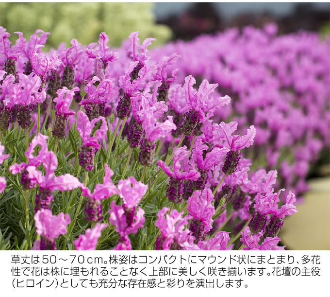 花苗 ラベンダー ザ・プリンセス