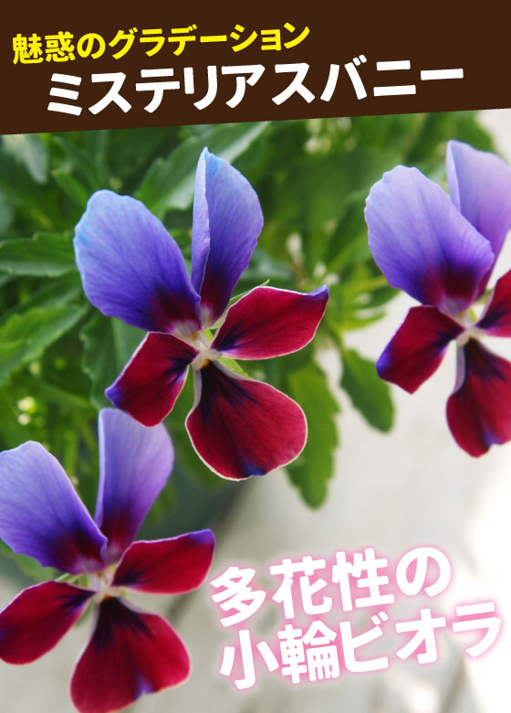 花苗ビオラ ミステリアスバニー