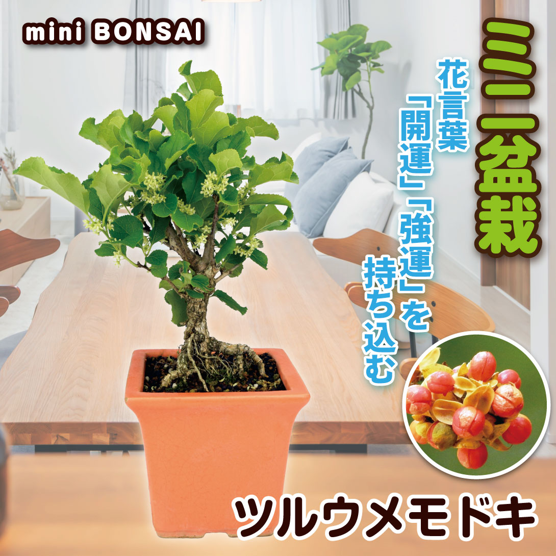 ツルウメモドキ