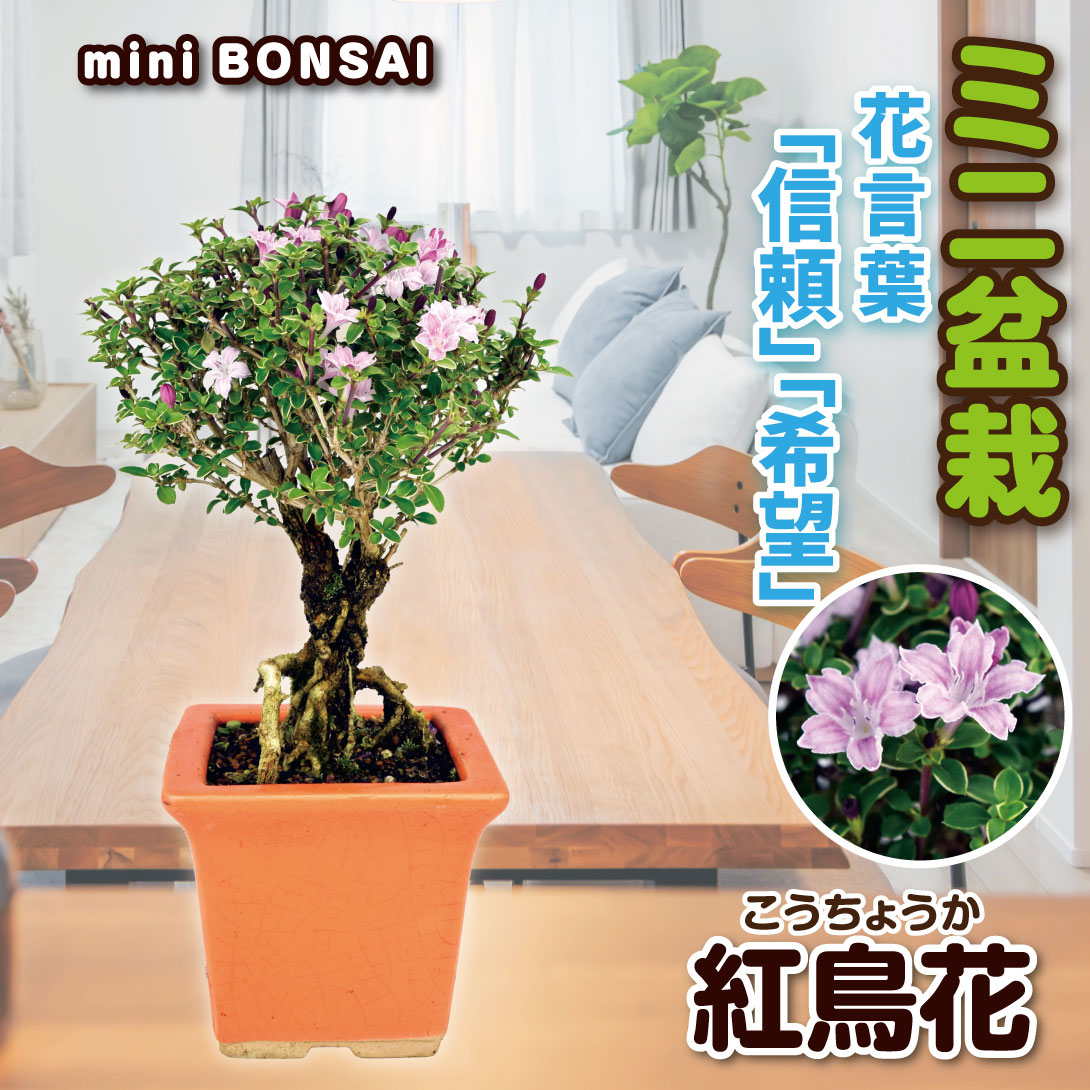 紅鳥花