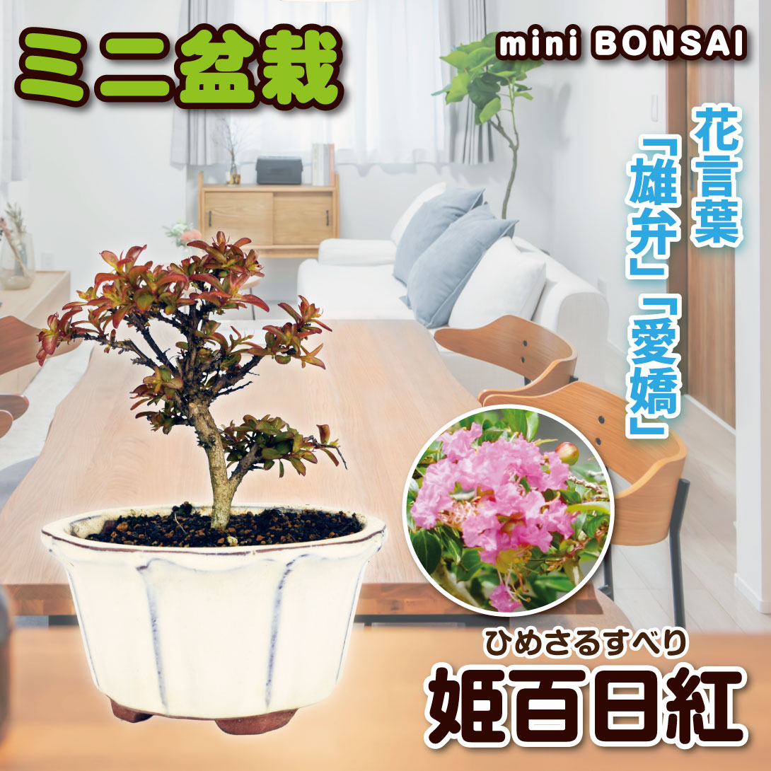 姫百日紅