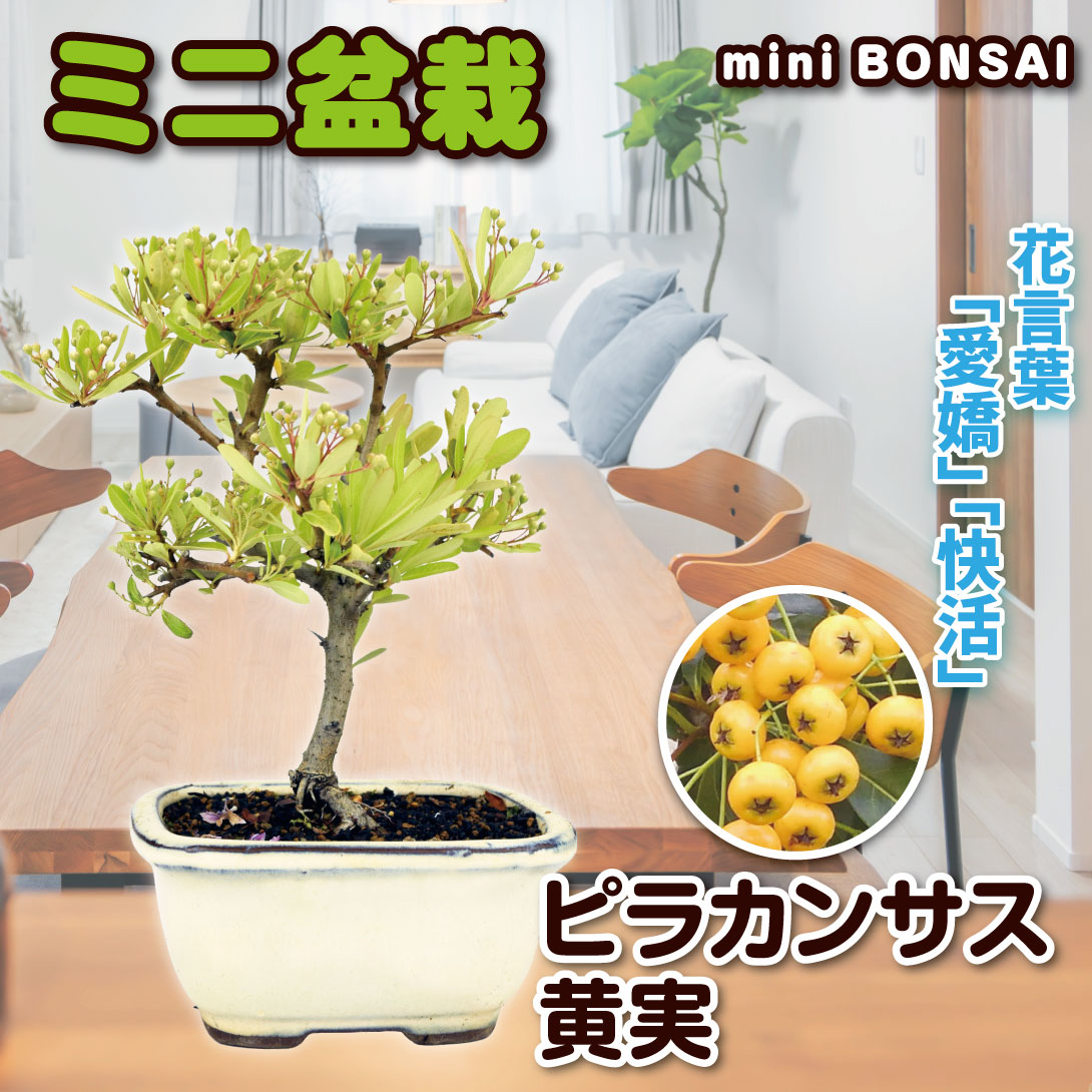 ピラカンサス 黄実