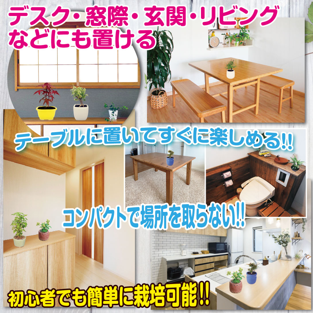 ピラカンサス 黄実