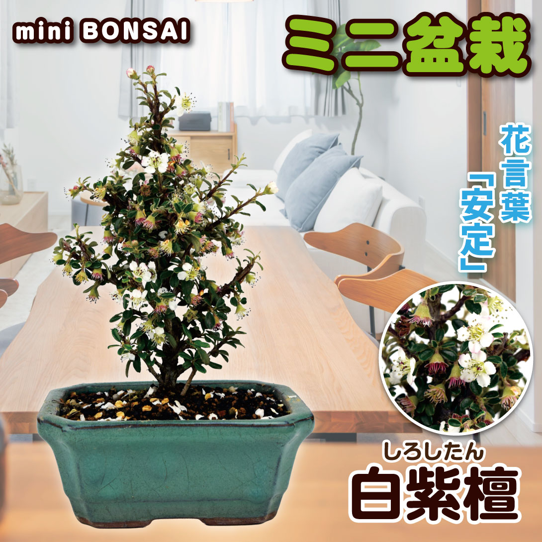 白紫檀