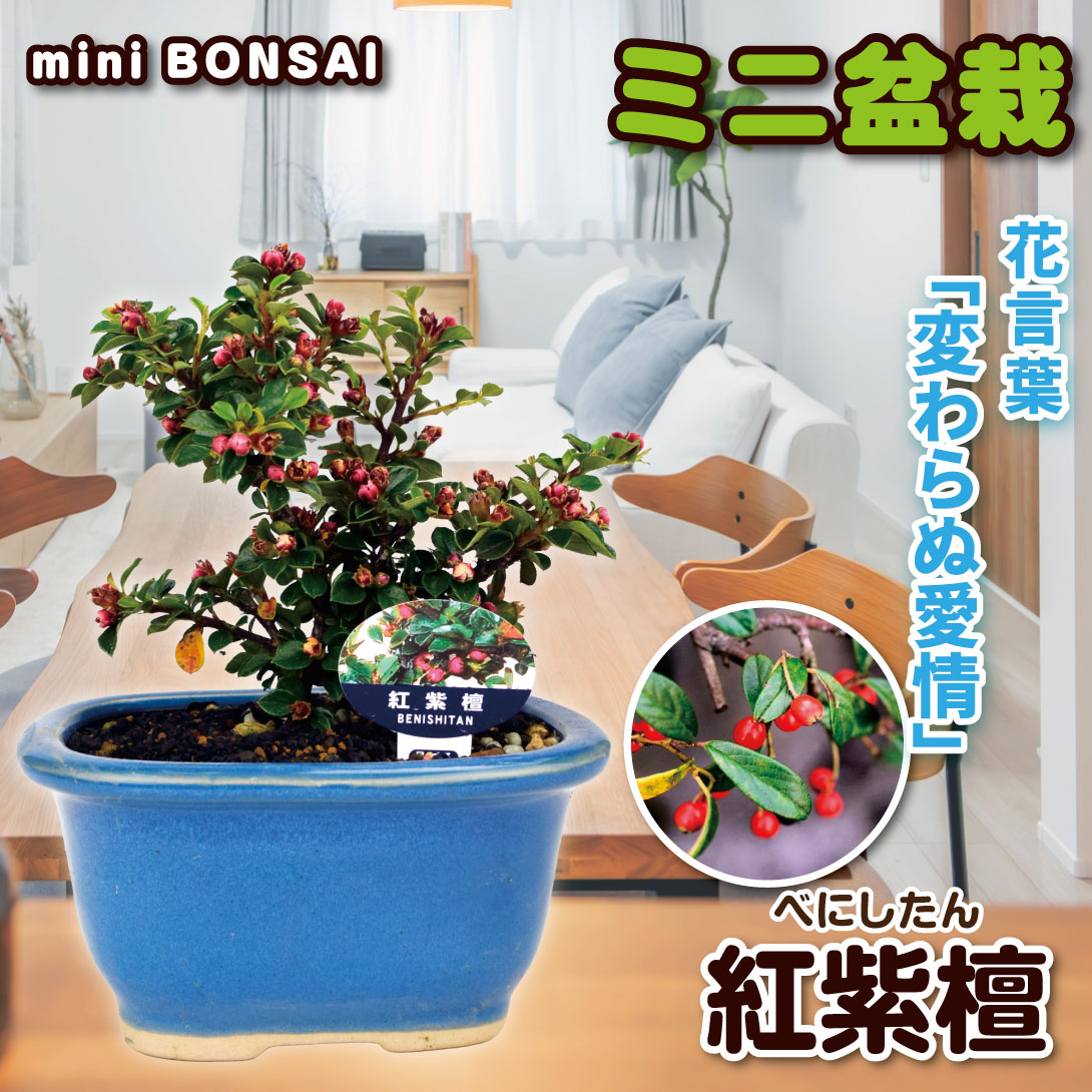 国華園オンラインショップ / ミニ盆栽 紅紫檀 1鉢