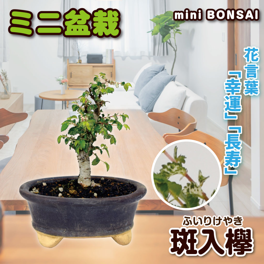 斑入欅