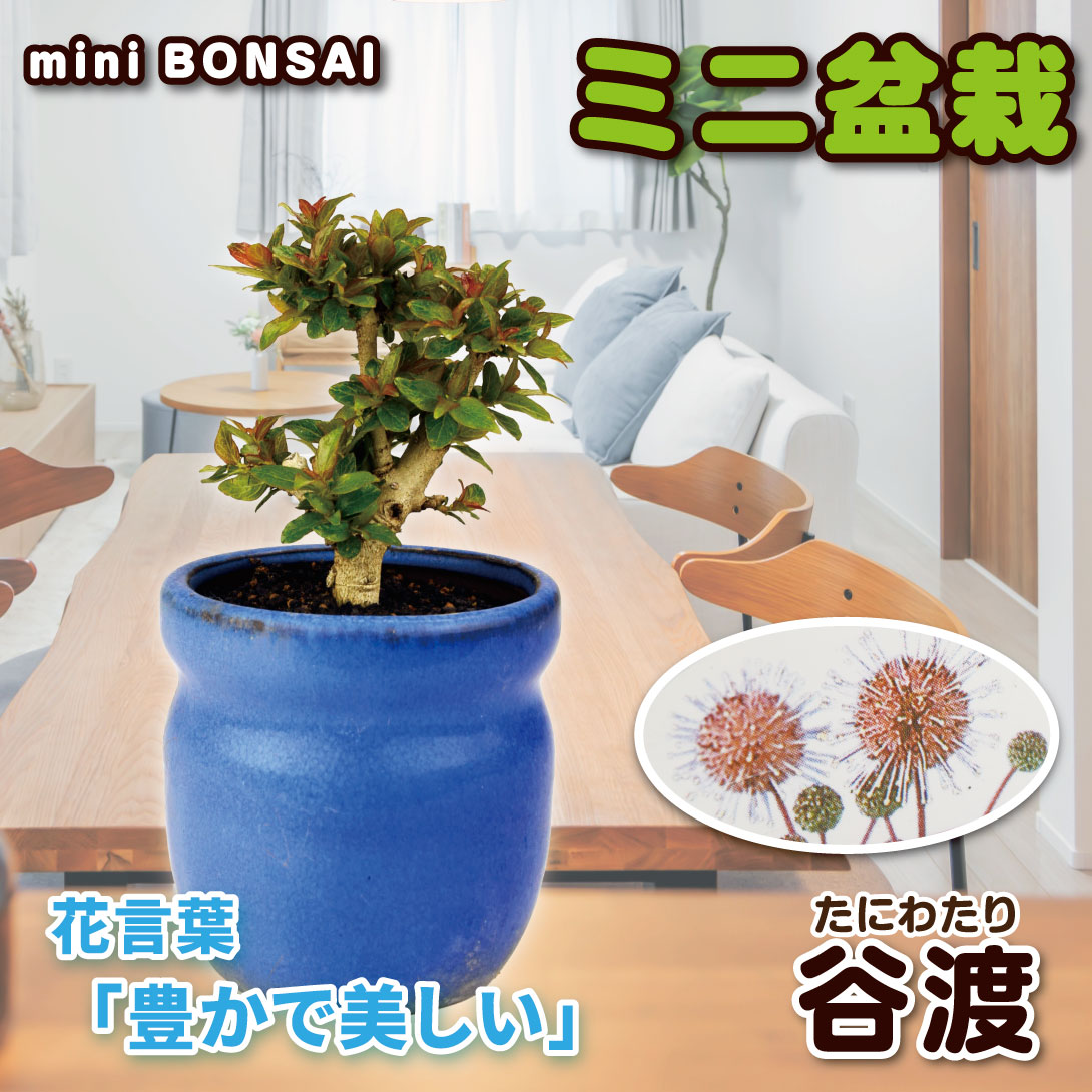 谷渡