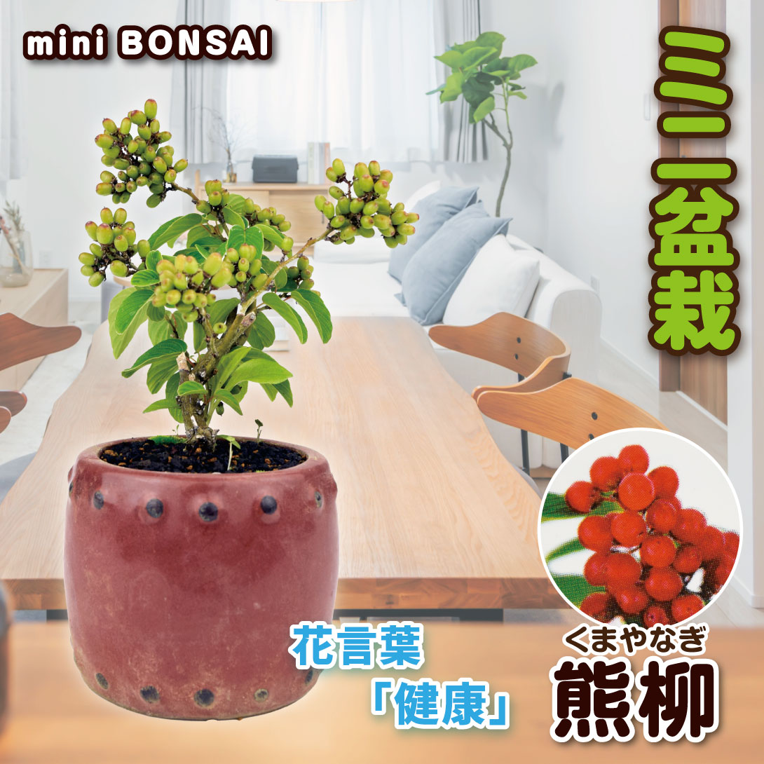 熊柳