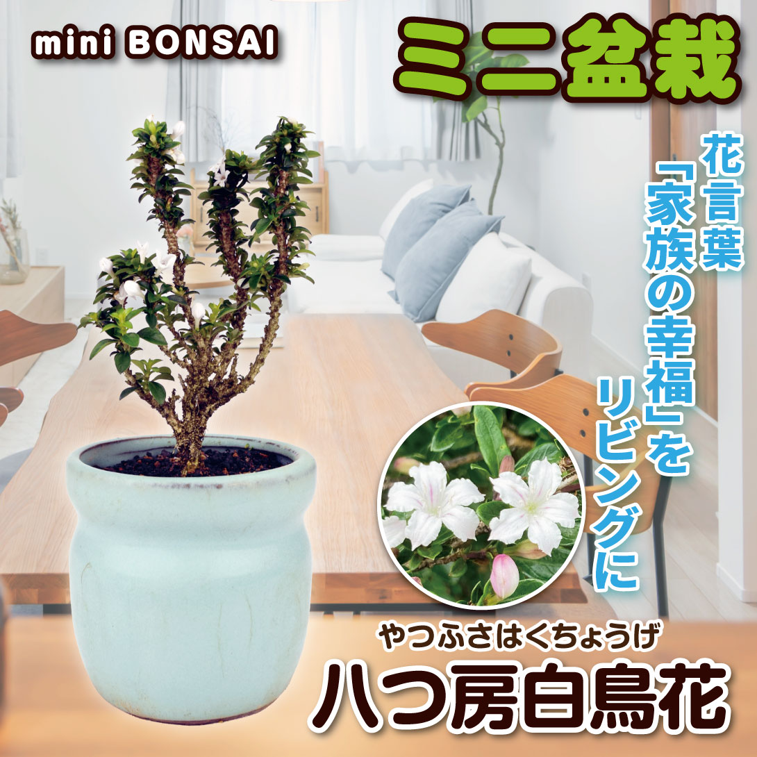 八つ房白鳥花