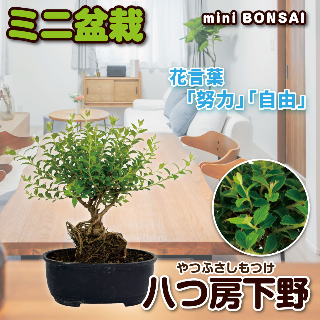 八つ房下野