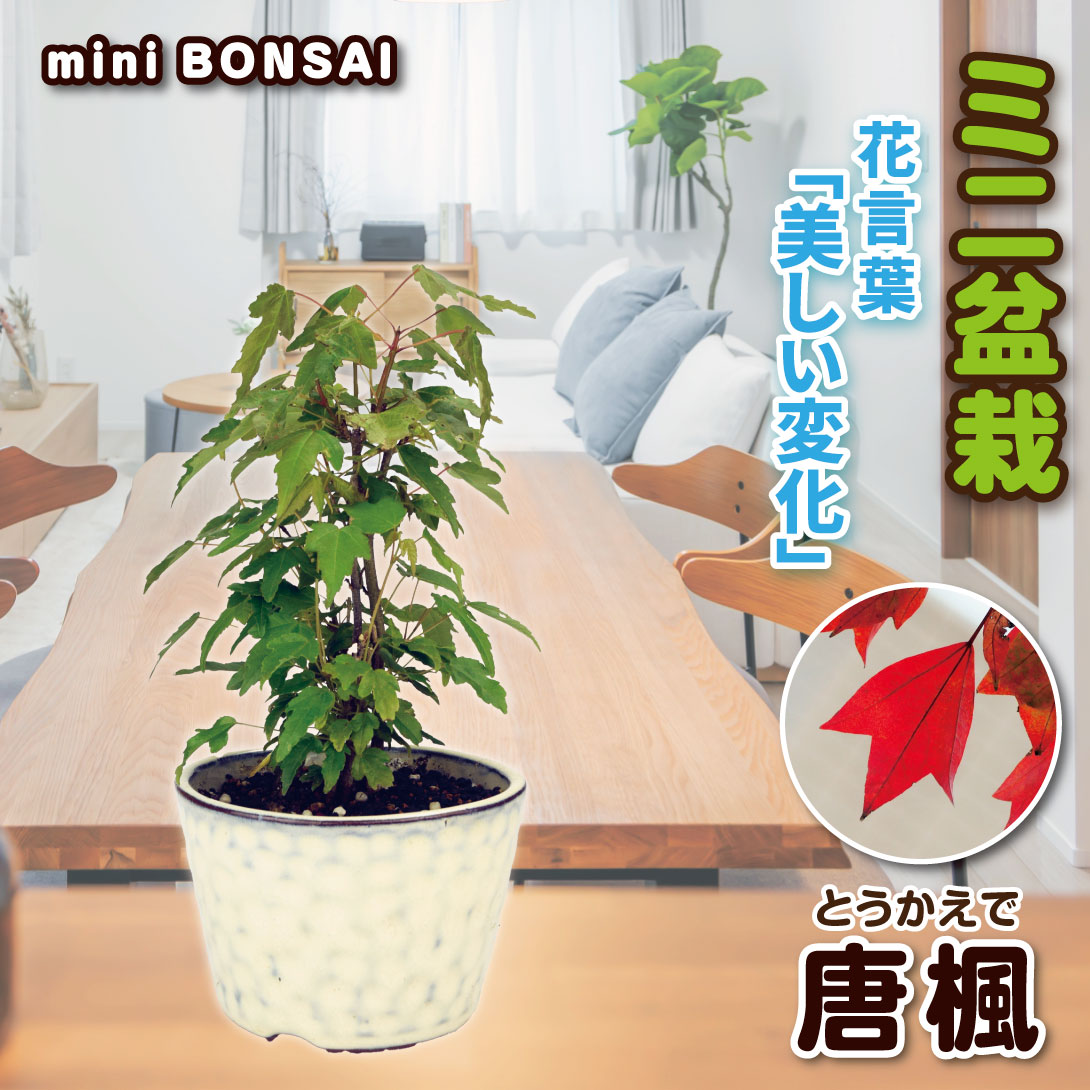 唐楓