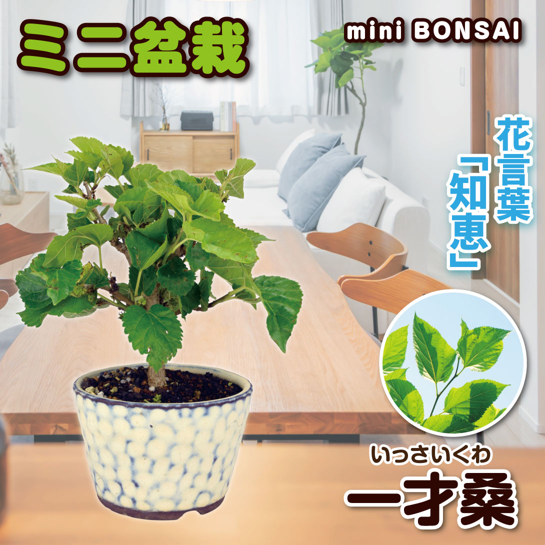 一才桑