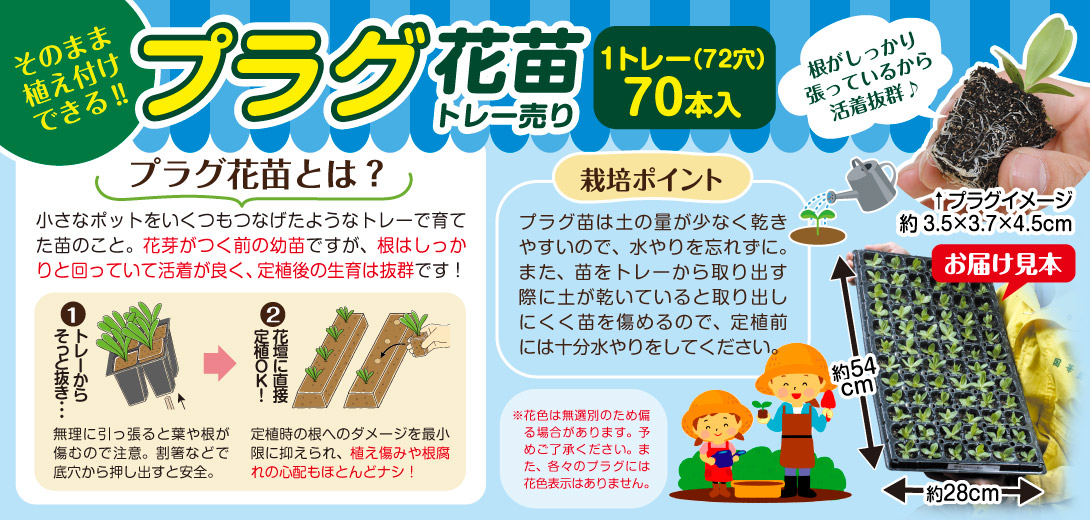 プラグ花苗