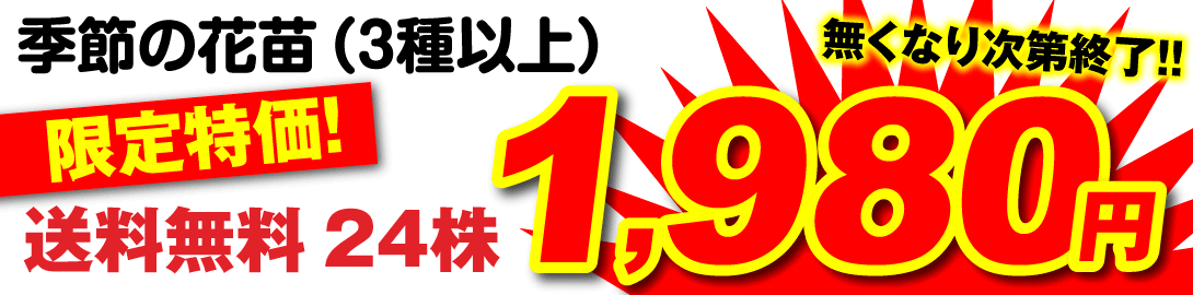 kiwi_kafun_01.jpg