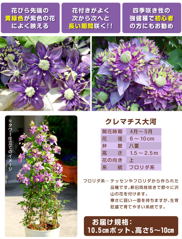 クレマチス 大河Ｒ