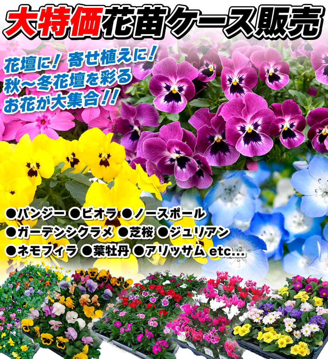 大特価花苗_秋冬ver