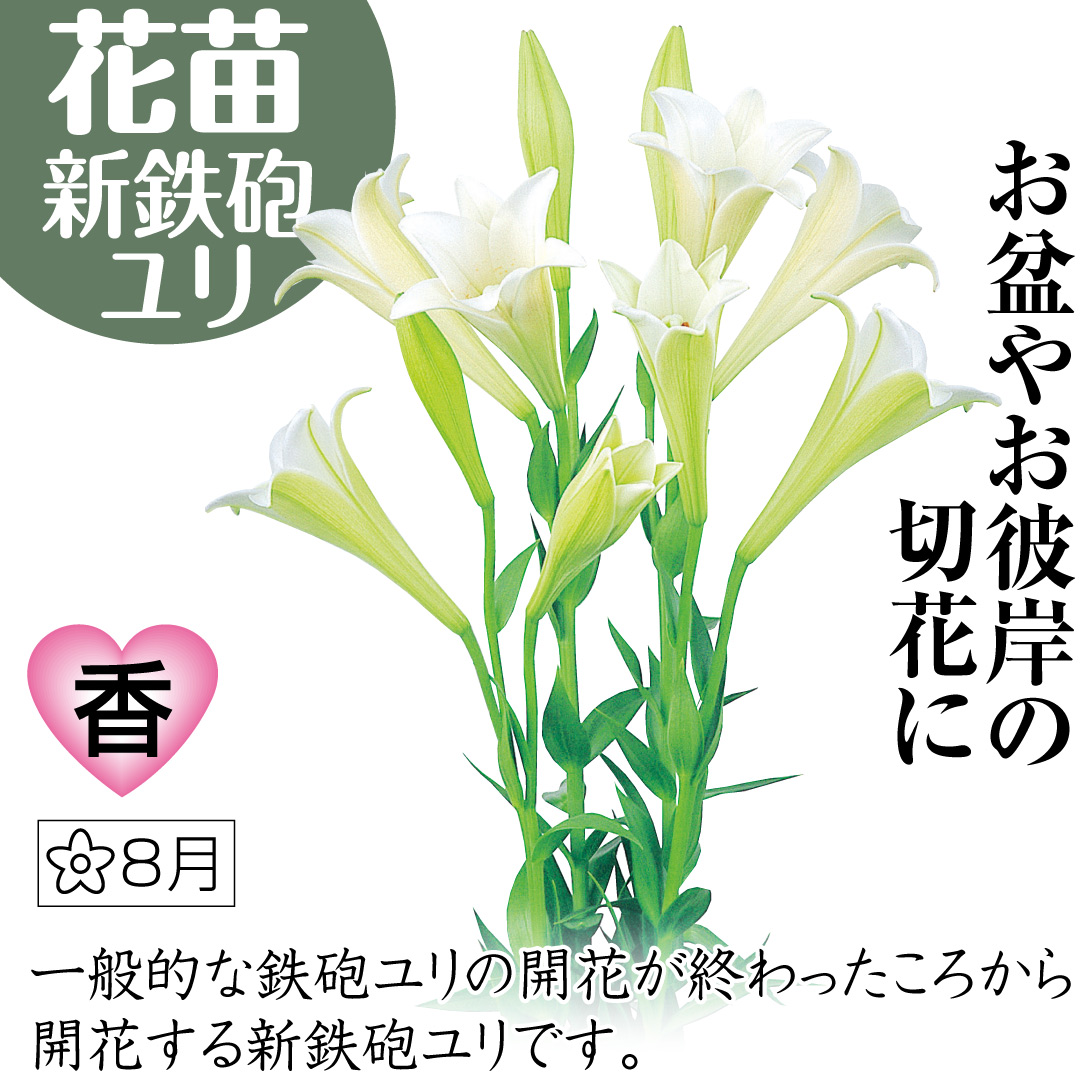 新鉄砲ユリ グランデスタ