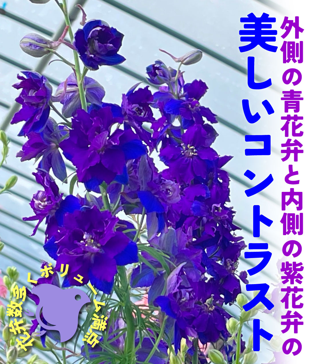千鳥草 瀬戸の紫