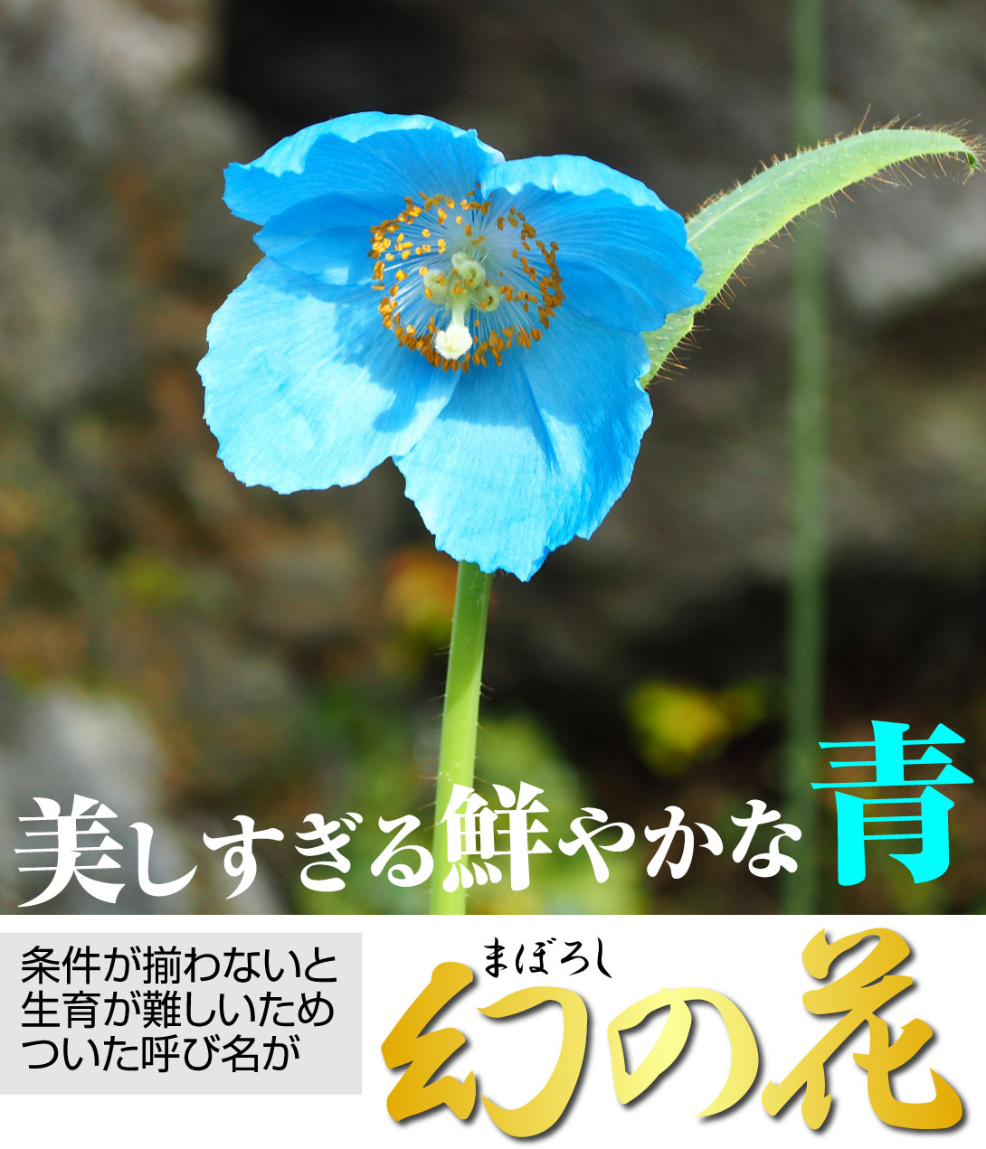 ヒマラヤの青いケシ