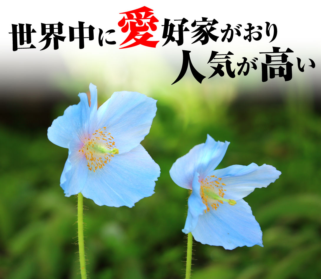 ヒマラヤの青いケシ