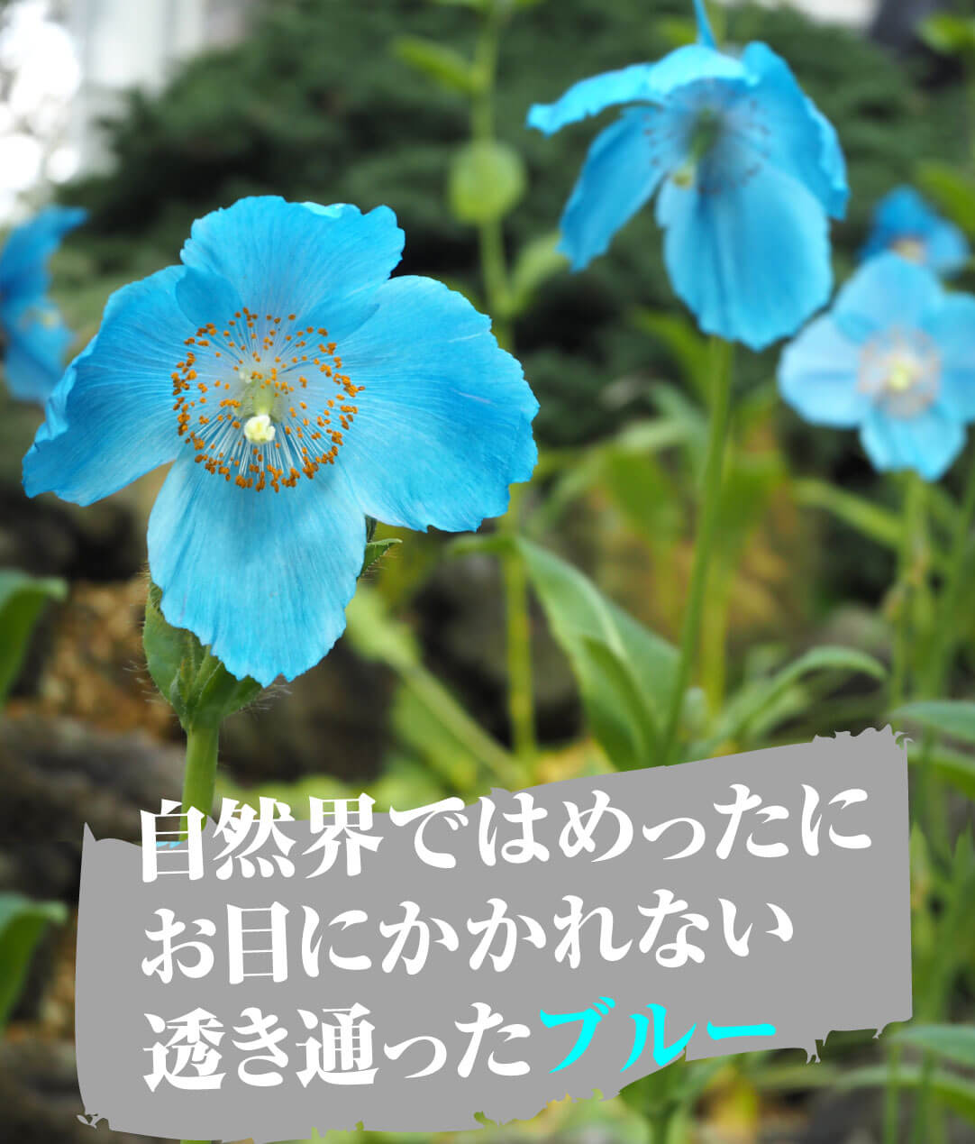 ヒマラヤの青いケシ
