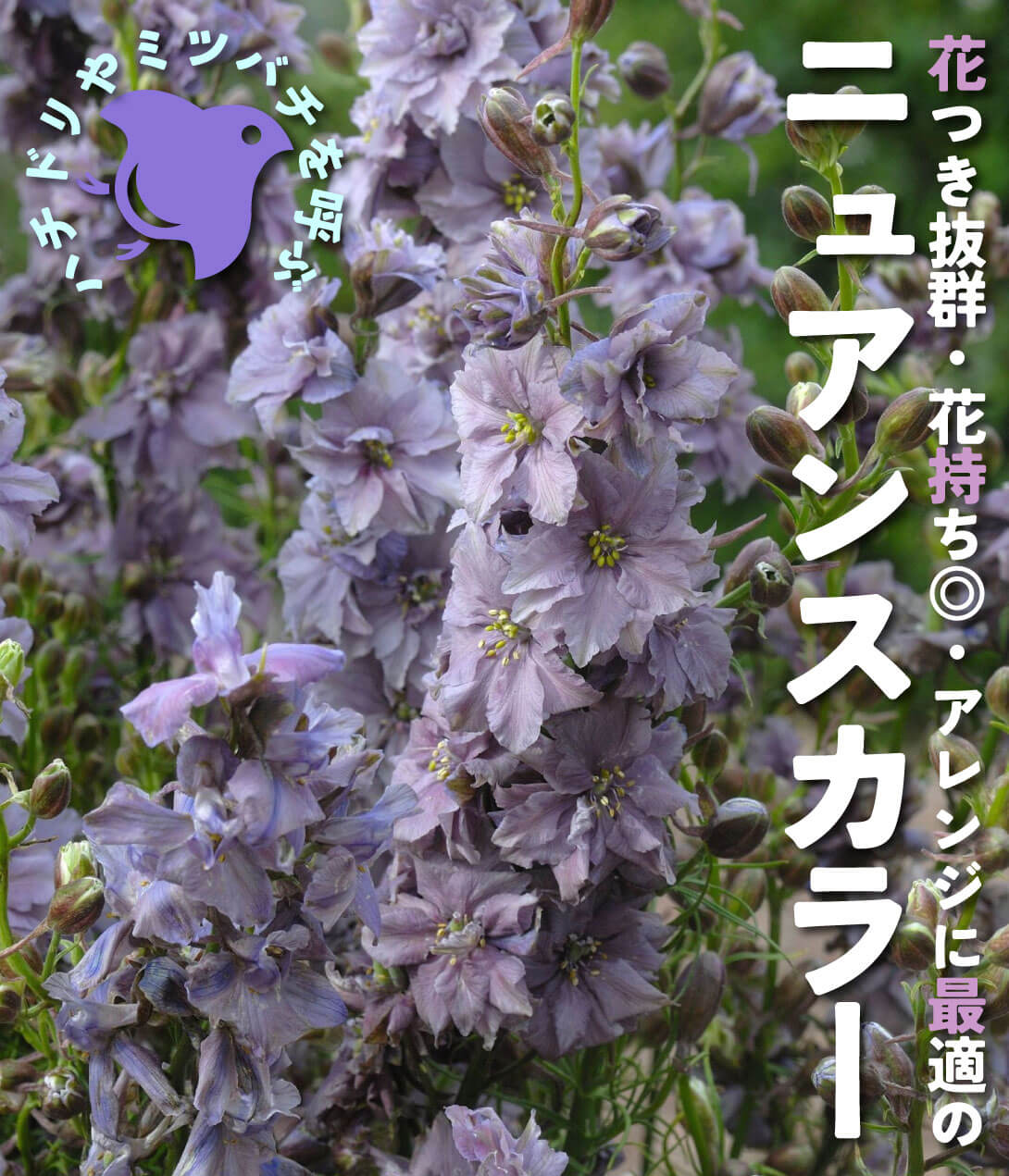 千鳥草 ミスティラベンダー