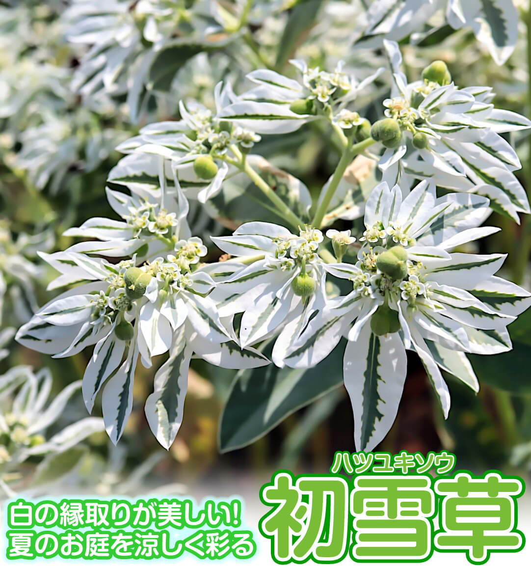花たね 初雪草