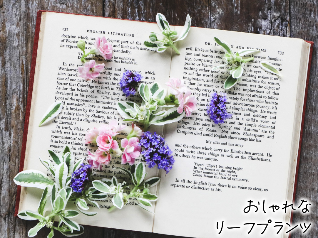 花たね 初雪草
