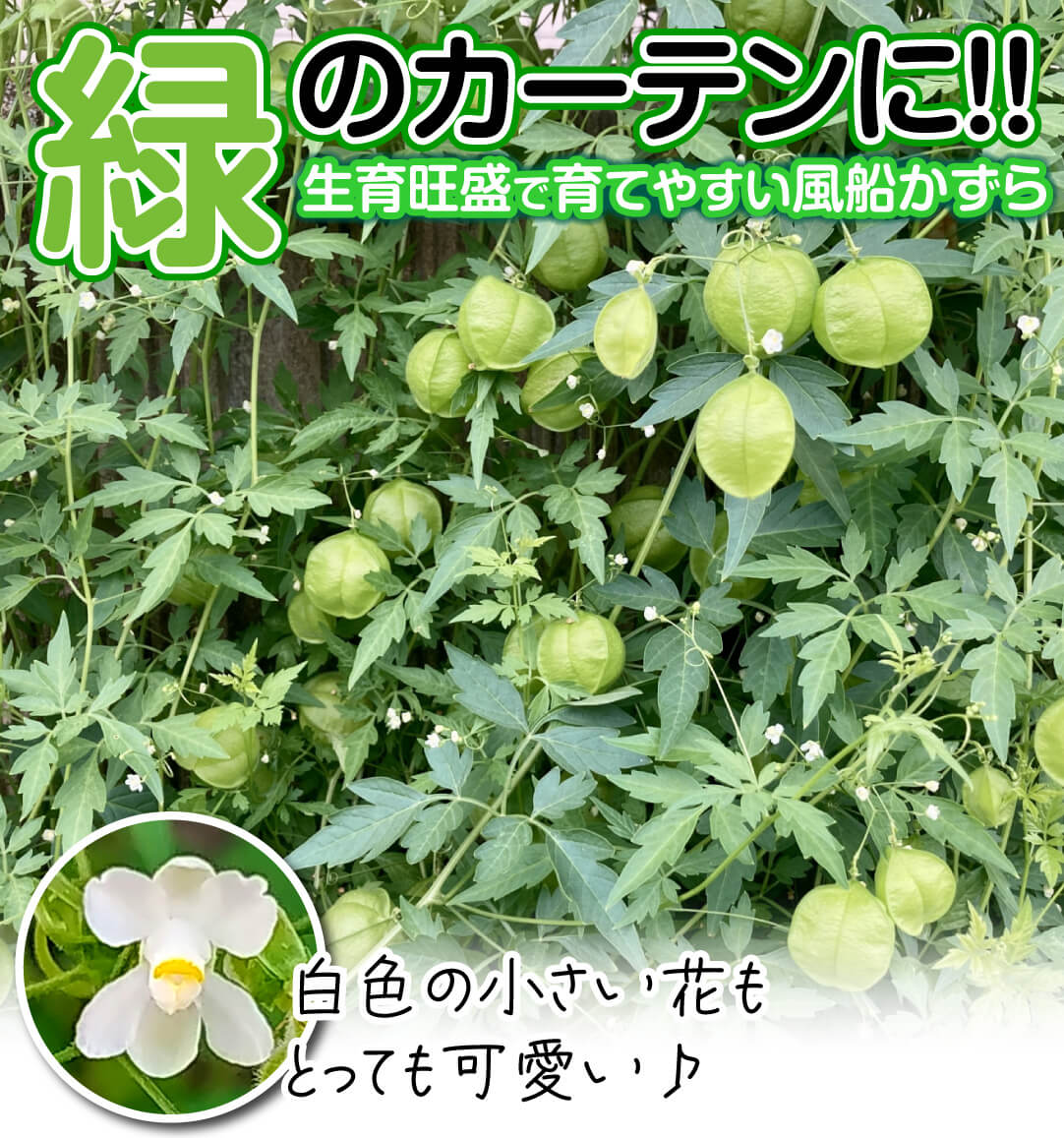 花たね 風船かずら